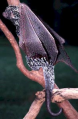 Quilled bat.png